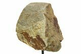 Fossil Triceratops Limb Section w/ Metal Stand - South Dakota #354340-2